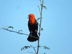 Amblyramphus holosericeus