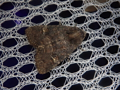 Mesapamea concinnata