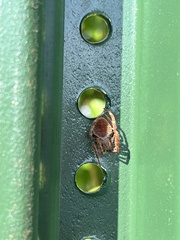 Eriophora ravilla