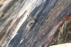 Xoridinae
