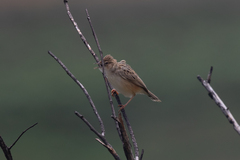 Cisticola