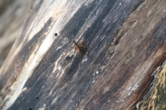 Xoridinae