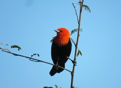 Amblyramphus holosericeus