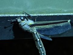 Stilbopteryx walkeri