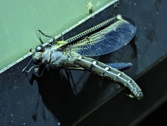 Stilbopteryx walkeri