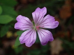 Geranium nodosum