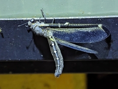 Stilbopteryx walkeri