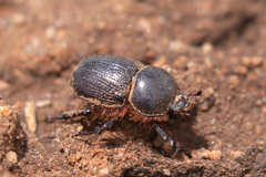 Syrictes