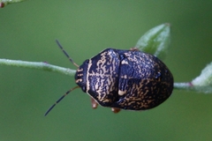 Orsilochides guttata