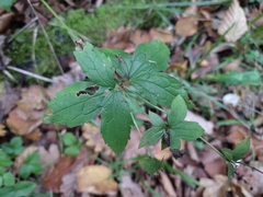Geranium nodosum