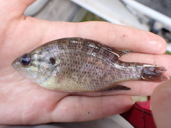 Lepomis gulosus