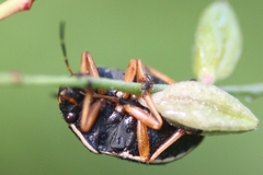 Orsilochides guttata