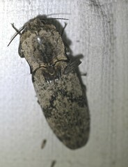 Cryptalaus murinus