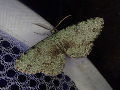 Ophthalmitis irrorataria