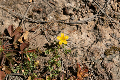 Oxalis