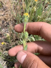 Pyrrocoma hirta