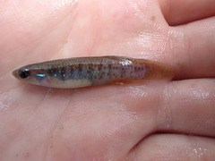 Fundulus chrysotus