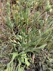 Pyrrocoma hirta