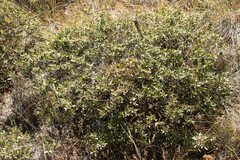 Quercus striatula