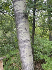Populus grandidentata
