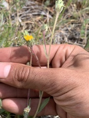 Pyrrocoma hirta
