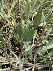 Pyrrocoma hirta