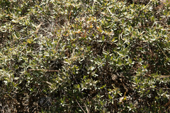 Quercus striatula