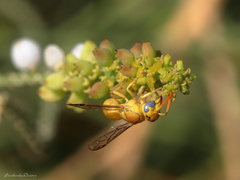 Chlorodynerus