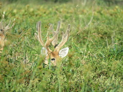 Blastocerus dichotomus
