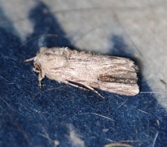 Spodoptera