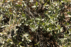 Quercus striatula