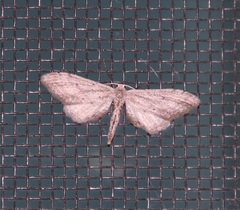 Euacidalia brownsvillea