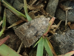 Athetis gluteosa