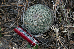 Coryphantha