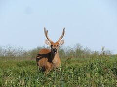 Blastocerus dichotomus