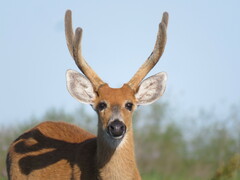 Blastocerus dichotomus