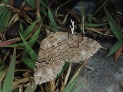 Xanthorhoe quadrifasiata