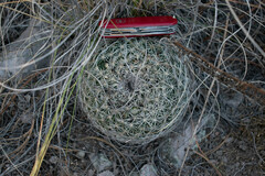 Coryphantha