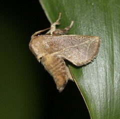 Anaxidia lozogramma
