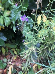 Linaria purpurea