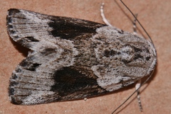 Garella