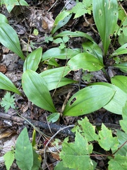 Clintonia