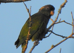 Pionus maximiliani