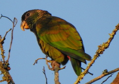 Pionus maximiliani