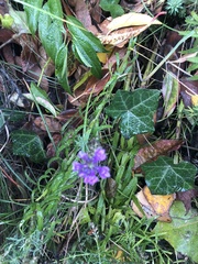 Linaria purpurea
