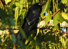 Crotophaga major