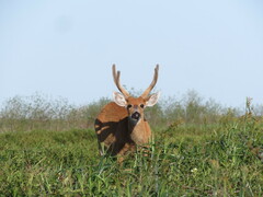 Blastocerus dichotomus