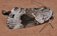 Garella