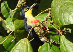 Melanerpes flavifrons