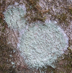 Lecanora thysanophora